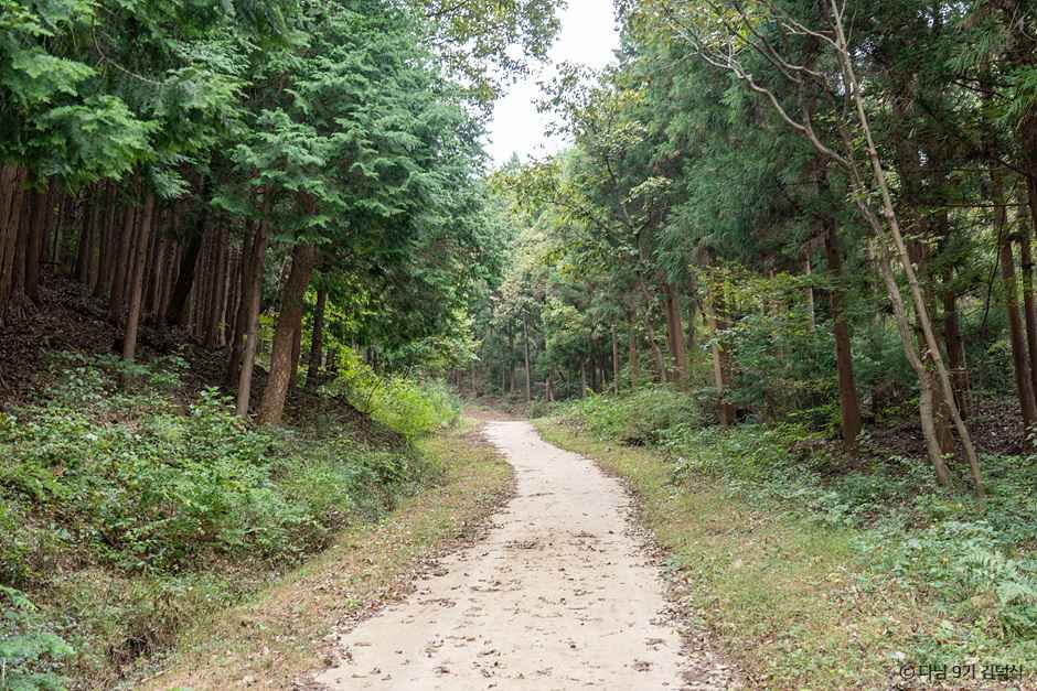 전남 장성 여행 코스 아이와 가볼만한 곳 황룡강 축령산 편백나무숲_국립장성치유의숲(축령산삼나무편백숲)_2-6.jpg