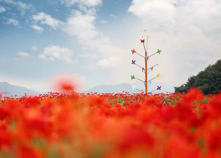 원주용수골꽃양귀비축제