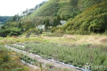 홍천 아로마 허브동산 (10)