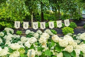 공주_유구색동수국정원 (1) 미리보기