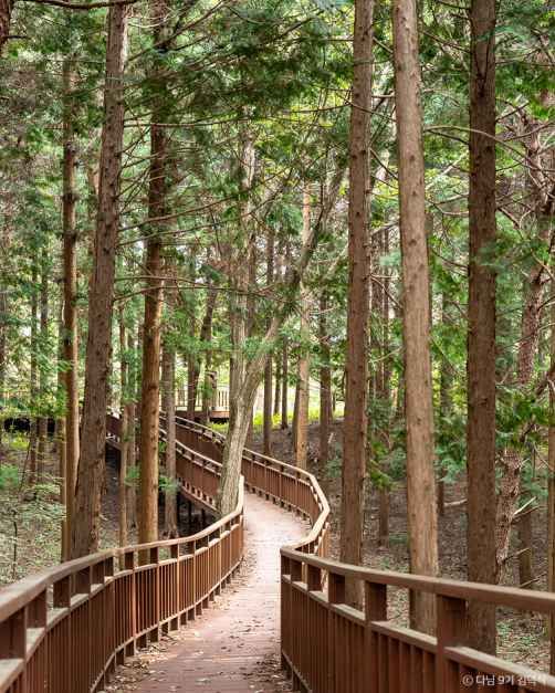 전남 장성 여행 코스 아이와 가볼만한 곳 황룡강 축령산 편백나무숲_국립장성치유의숲(축령산삼나무편백숲)_2-9.jpg