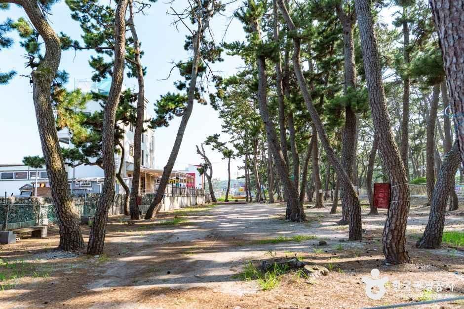 전촌솔밭해변