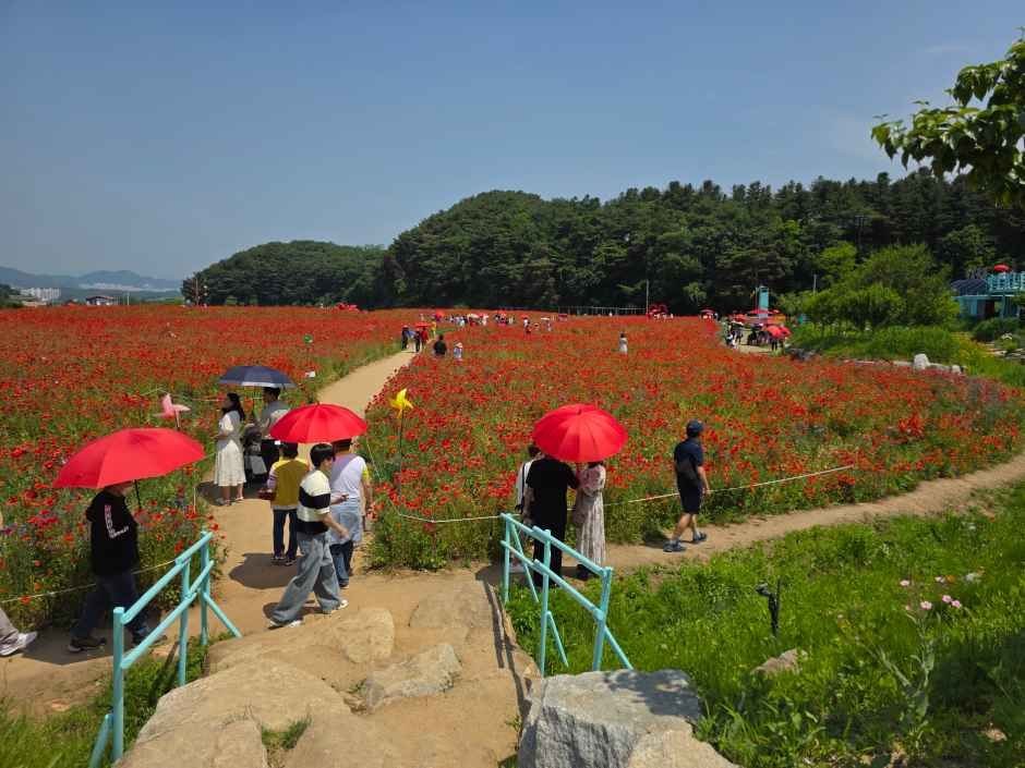 원주용수골꽃양귀비축제