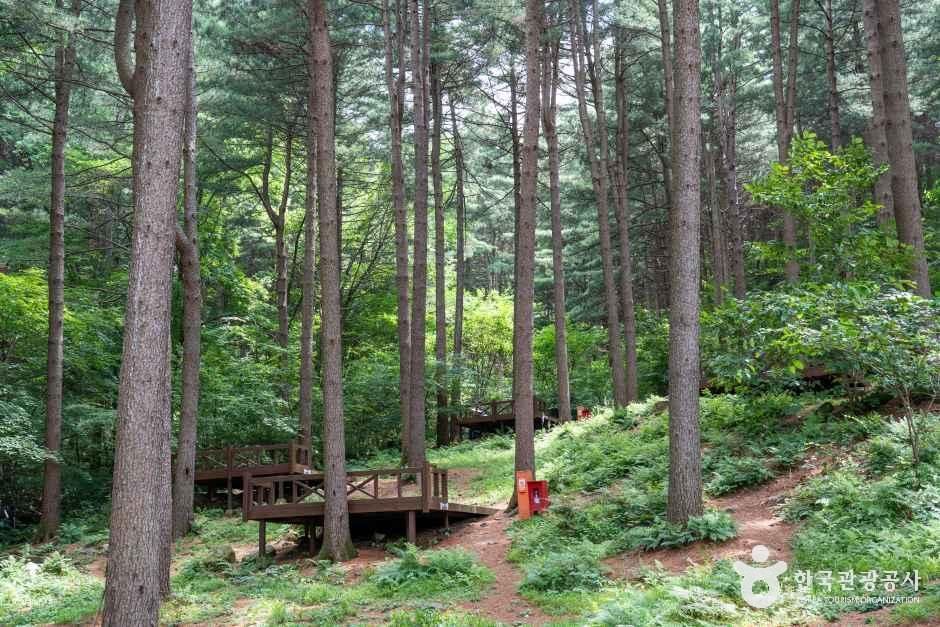 국립 청태산자연휴양림