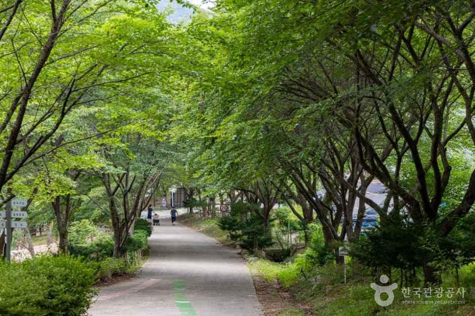 국립용현자연휴양림