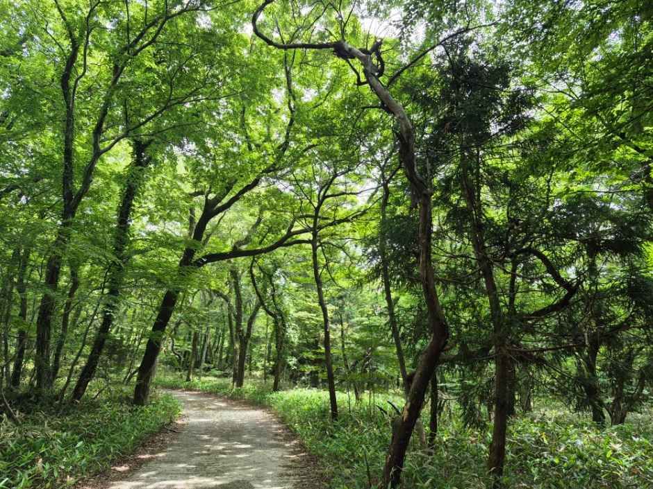 [한라산 둘레길 2구간] 돌오름길 사진 6