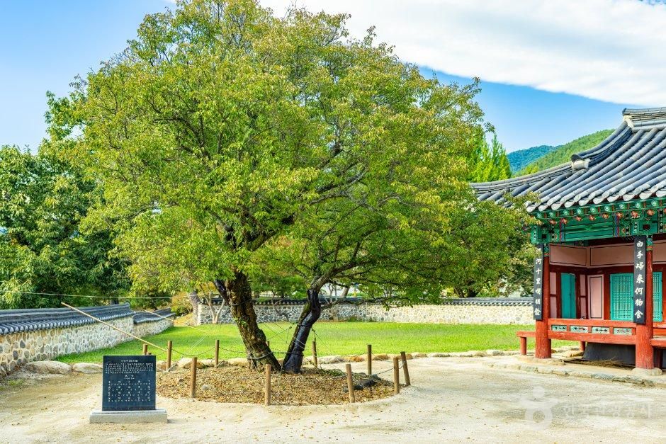 산천재 남명매 사진 2