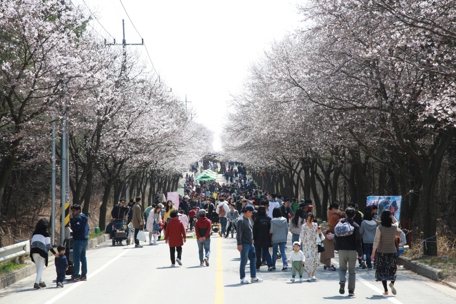 여주흥천남한강 벚꽃…