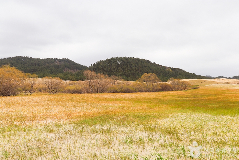 Sinduri Coastal Dunes, Taean