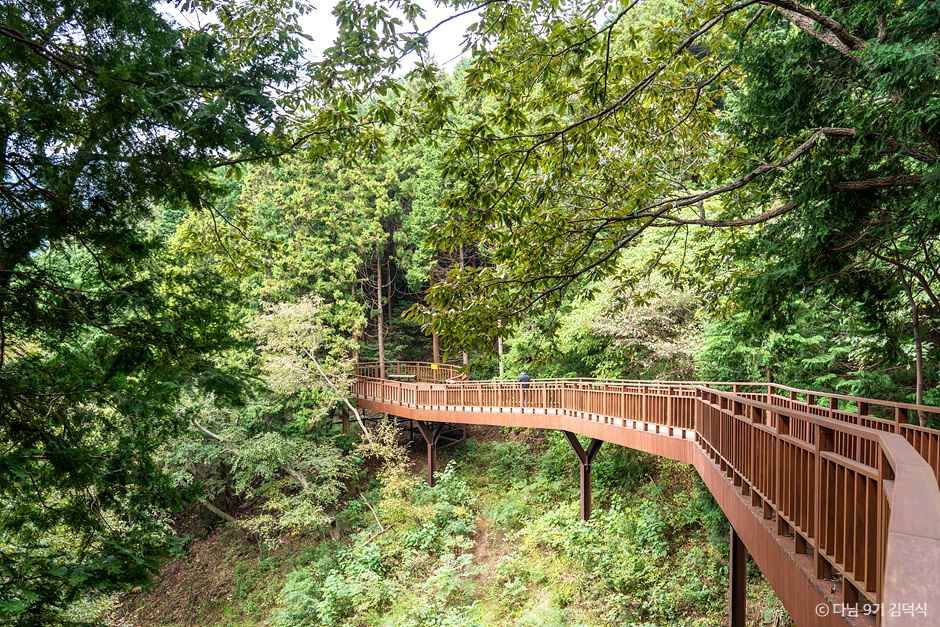 전남 장성 여행 코스 아이와 가볼만한 곳 황룡강 축령산 편백나무숲_국립장성치유의숲(축령산삼나무편백숲)_2-10.jpg
