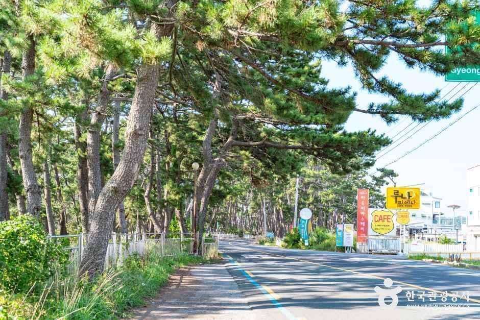 전촌솔밭해변