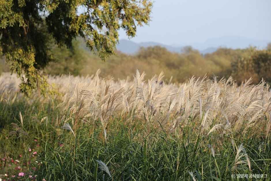 밀양_초동연가길 (4).jpg