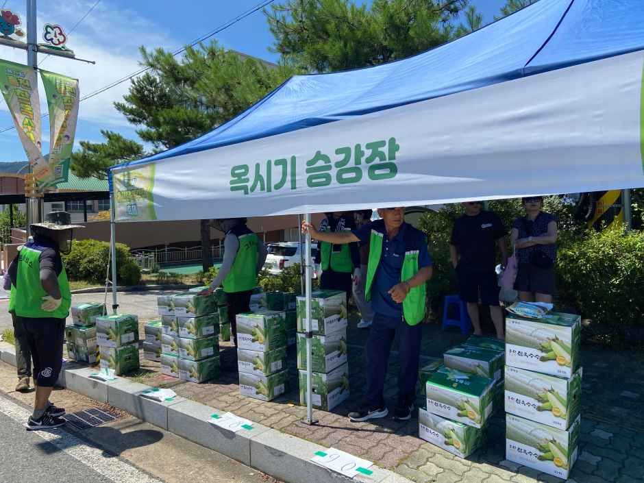 홍천 찰옥수수 축제 관련 이미지 7