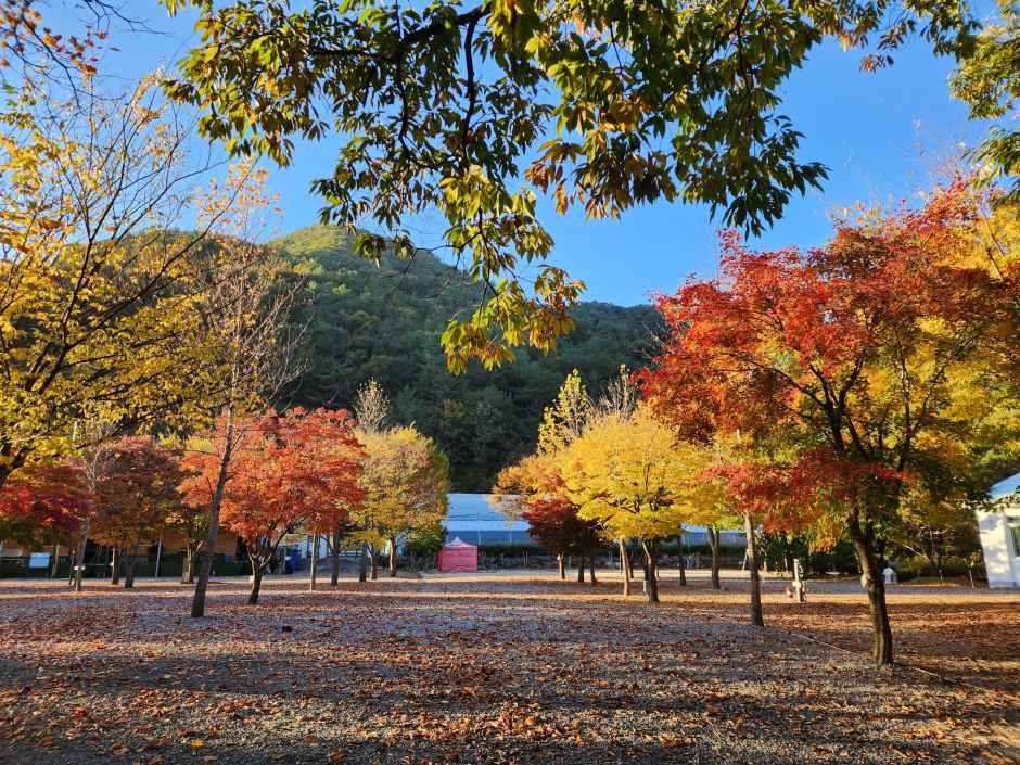 영월_두산분교 캠핑장 (3).jpeg