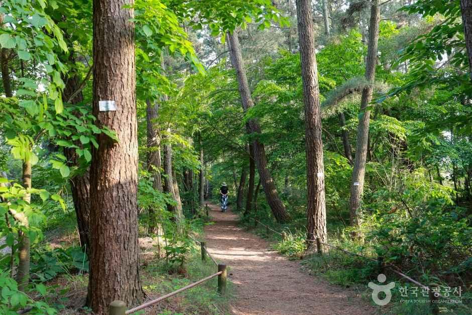 An Endless Stretch of Sea Pine Forest
