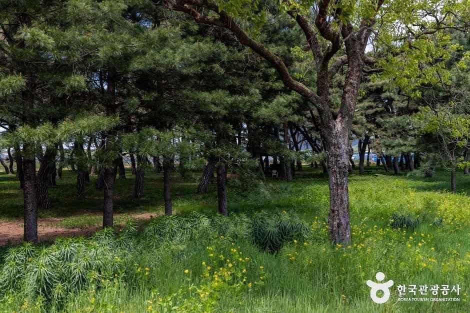 솔밭공원