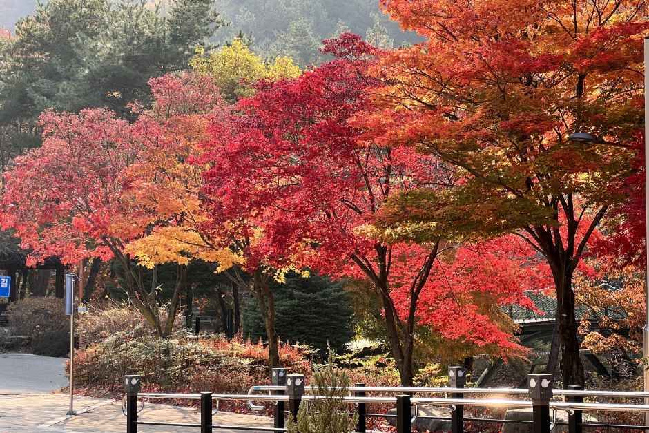 성주봉자연휴양림 야영장