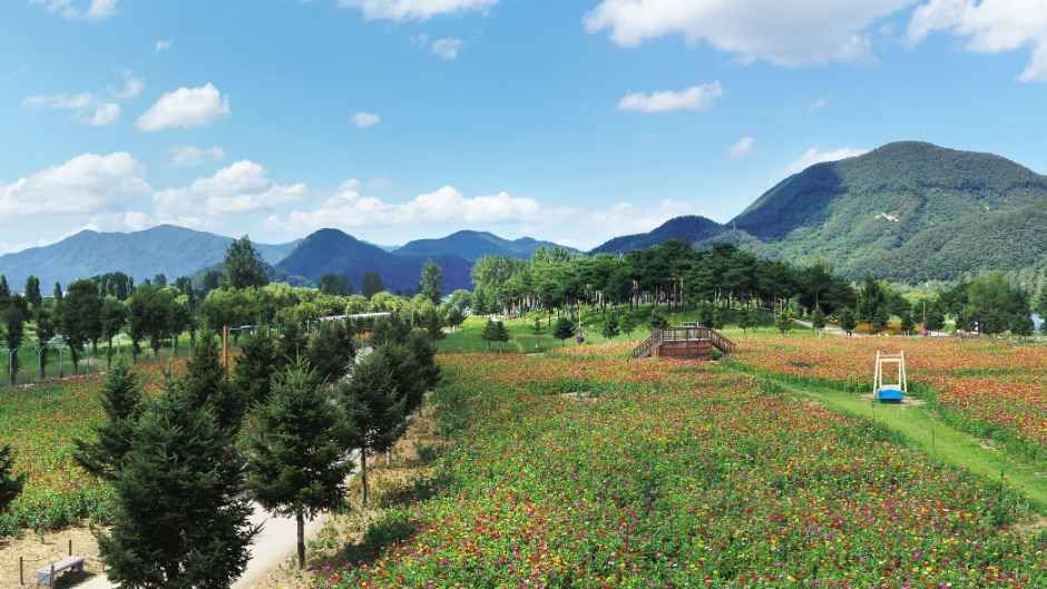 Colorful Garden 자라섬 꽃 페스타