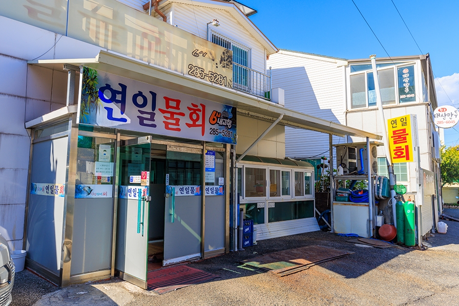 연일물회