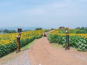 강주 해바라기마을