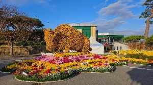 2025 월출산 국화축제 3