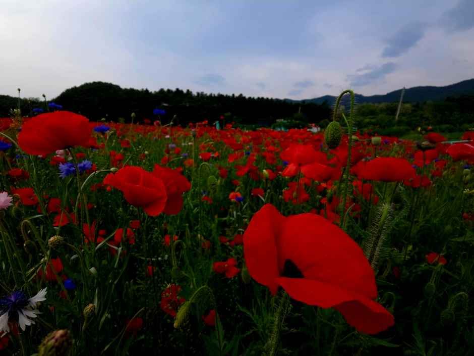 원주용수골꽃양귀비축제