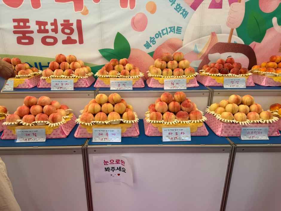 세종 조치원 복숭아 축제 3