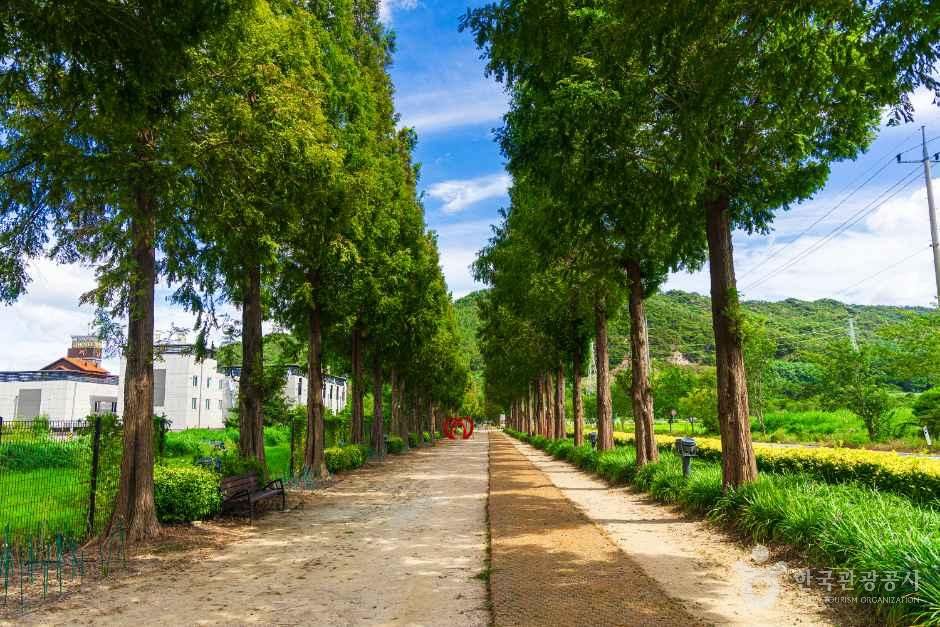 Deoksan Metasequoia Road