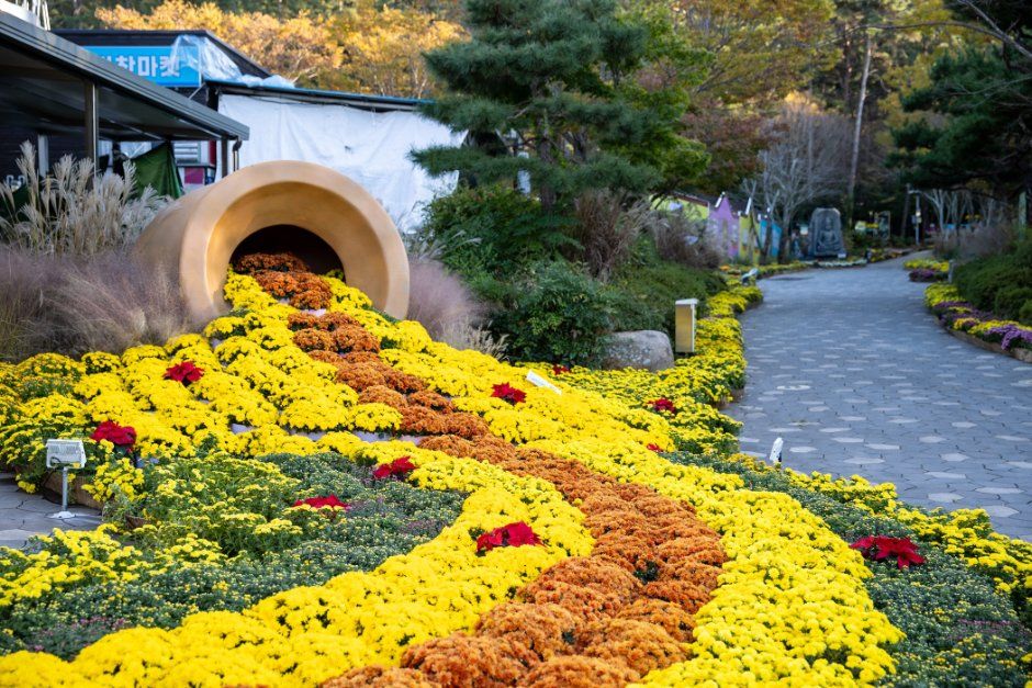 Wolchulsan Chrysanthemum Festival