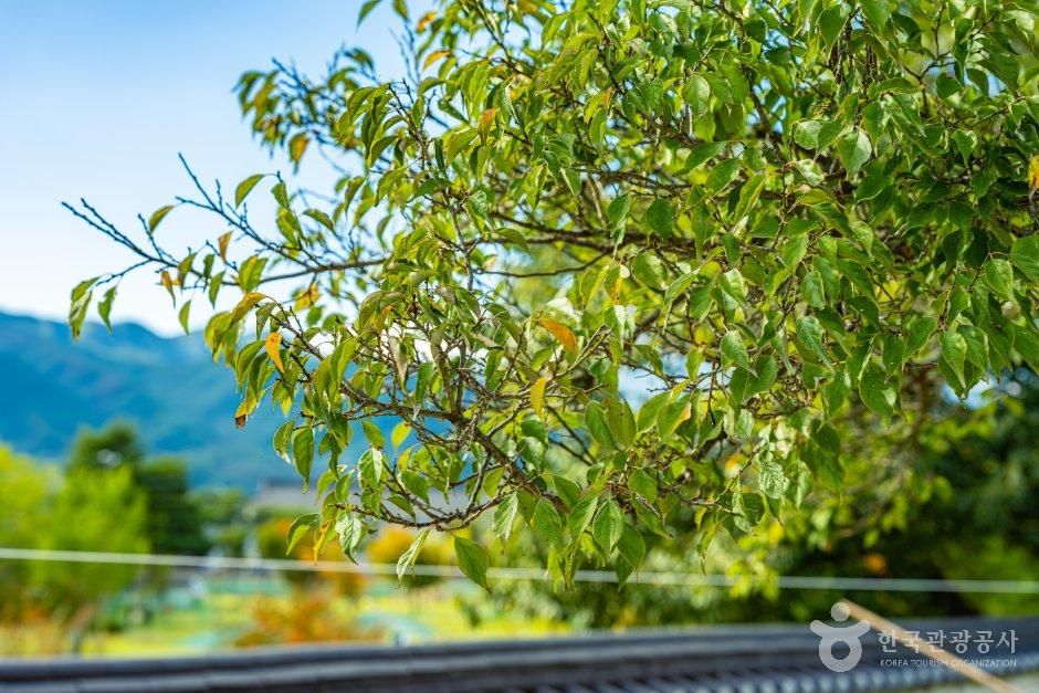산천재 남명매 사진 1