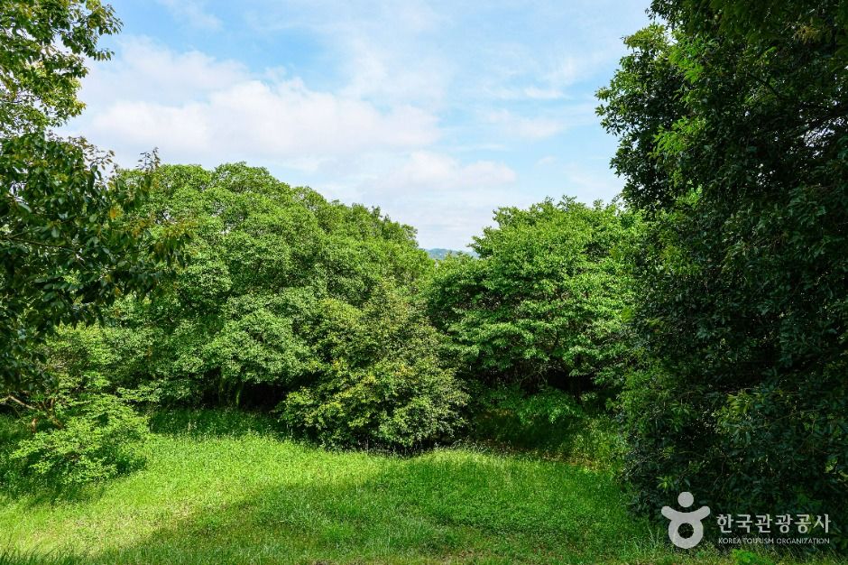 Hampyeong Gigak-ri Red Oak Native Habitat (Northern Limit)