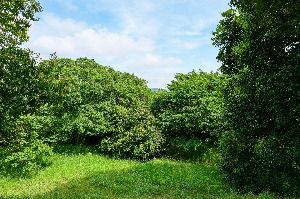 함평 기각리 붉가시나무 자생북한지