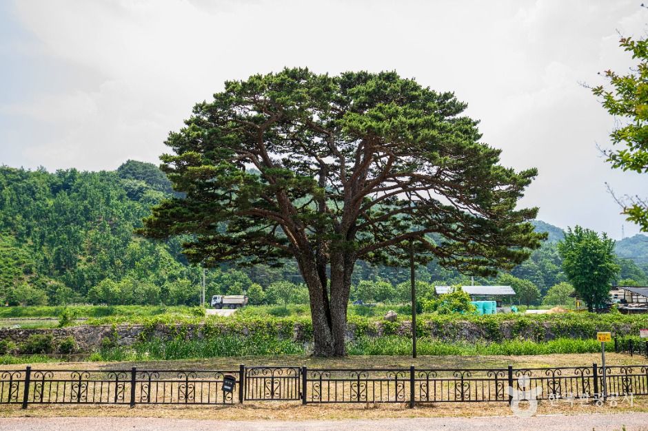 Hamyang Mokhyeon-ri Old Pine Tree