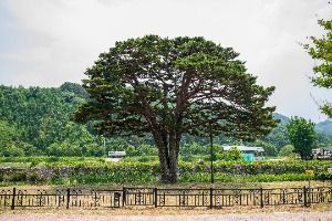 함양 목현리 구송