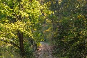 충주_충주호 종댕이길 (1) 미리보기