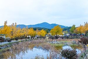 청라 은행마을 (보령)