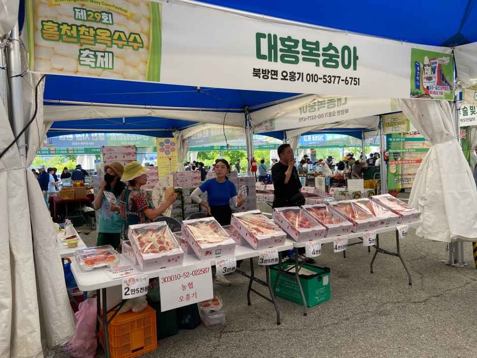 홍천 찰옥수수 축제 관련 이미지 8