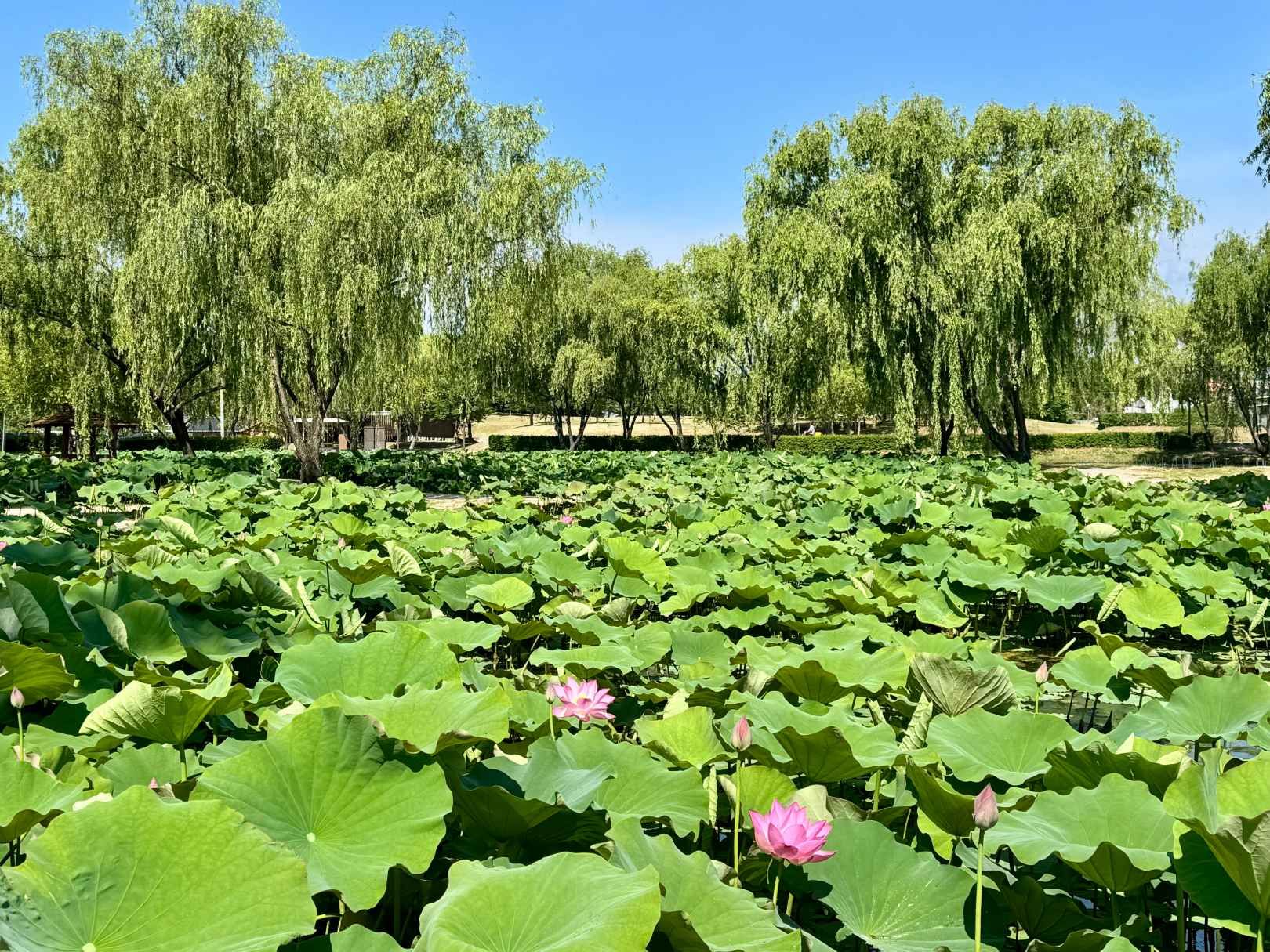 宮南池