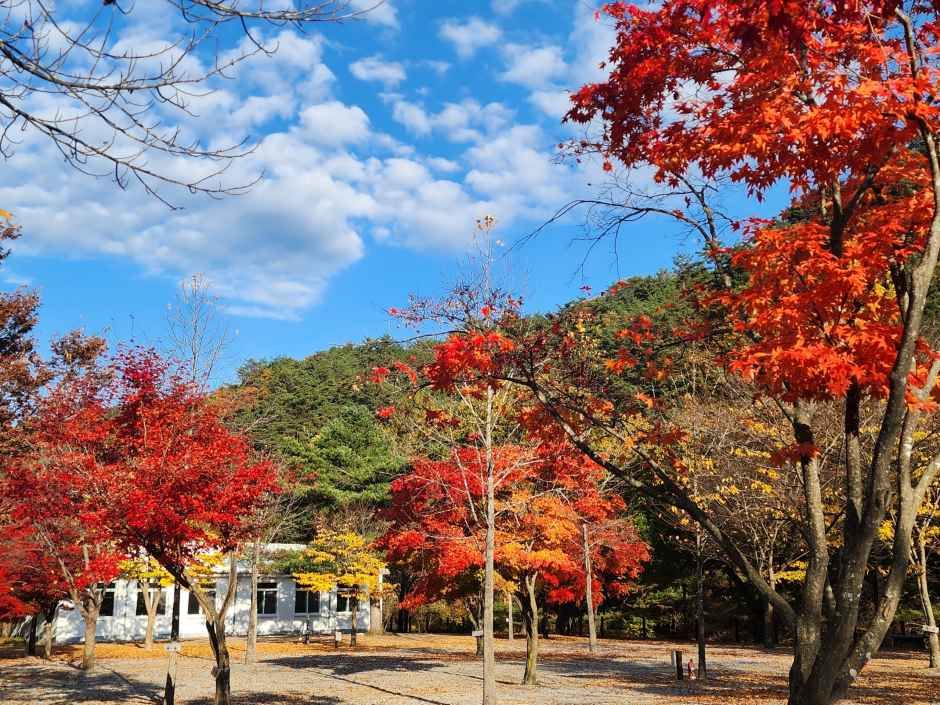 두산분교 캠핑장