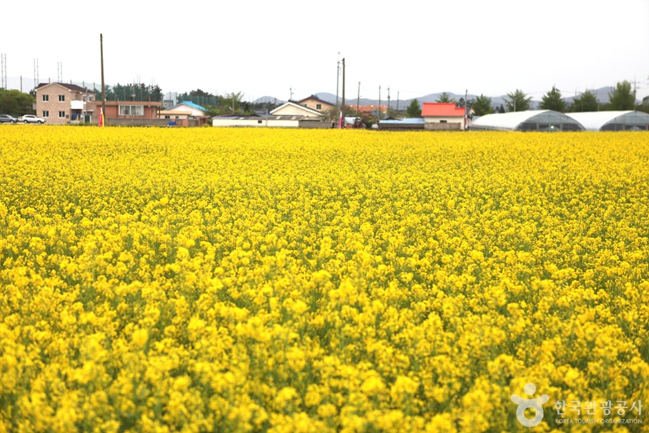 三陟孟芳油菜花村