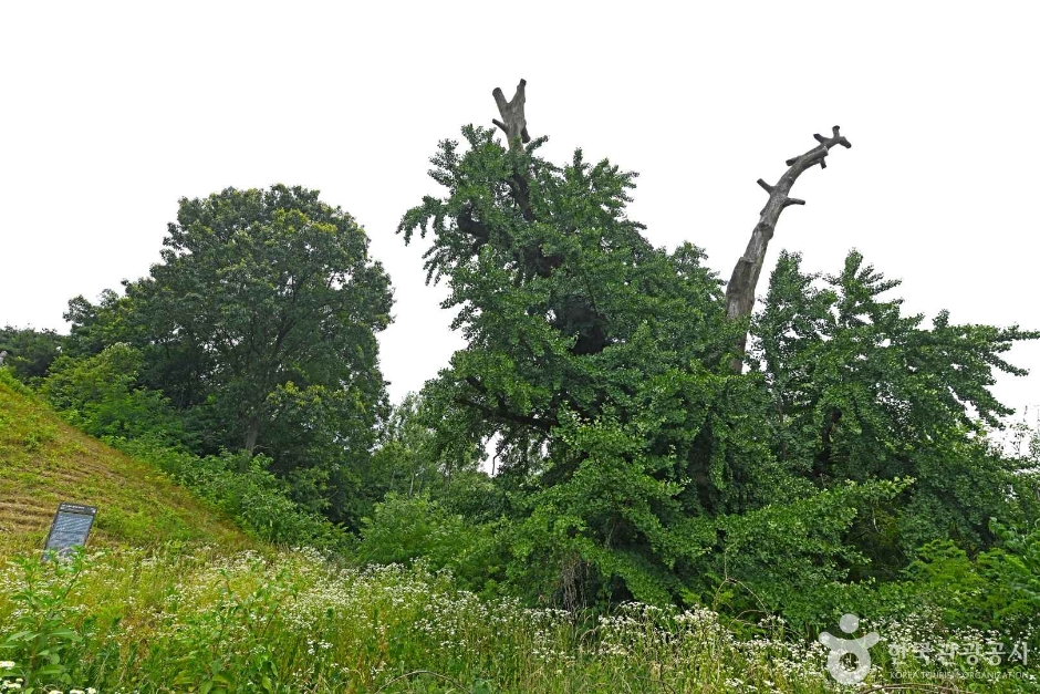 镇川 鲁院里 苍鹭繁殖地