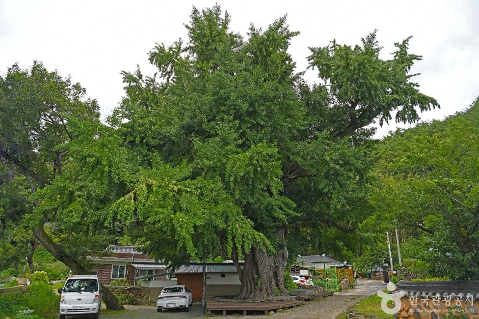 和顺 野沙里 银杏树