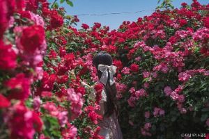 경산 하양경관농업단지