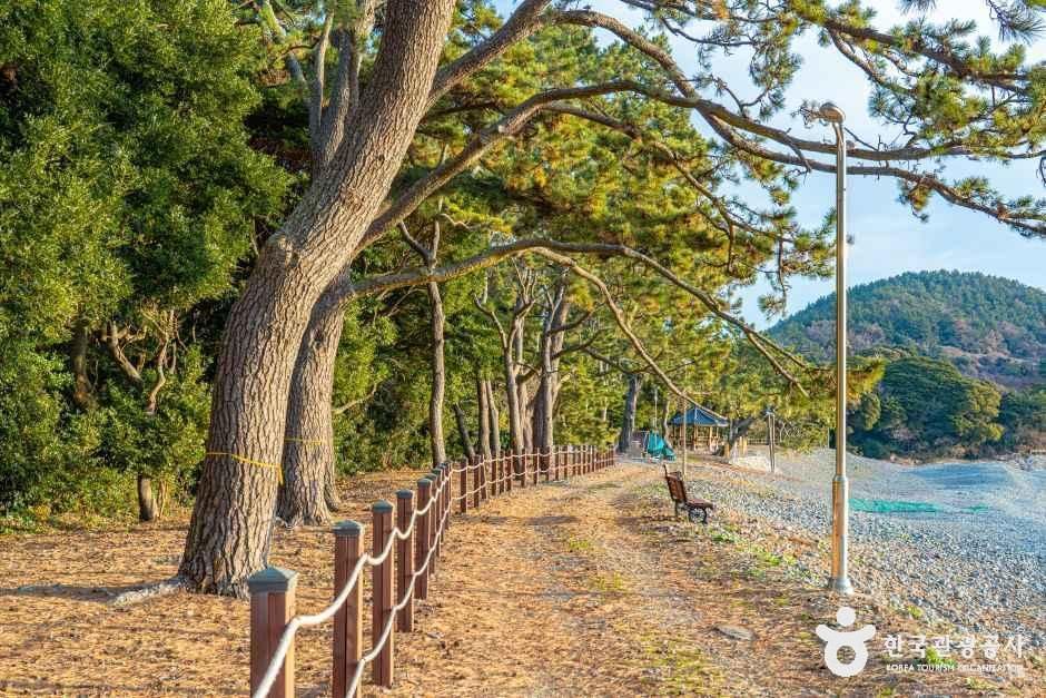 완도 미라리 상록수림