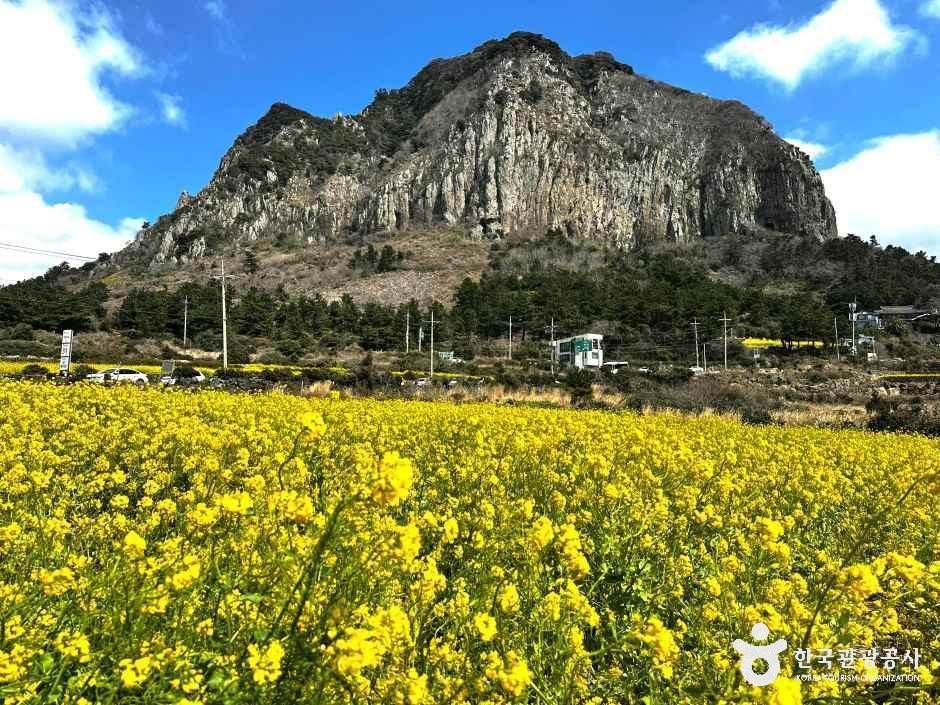山房山油菜花田