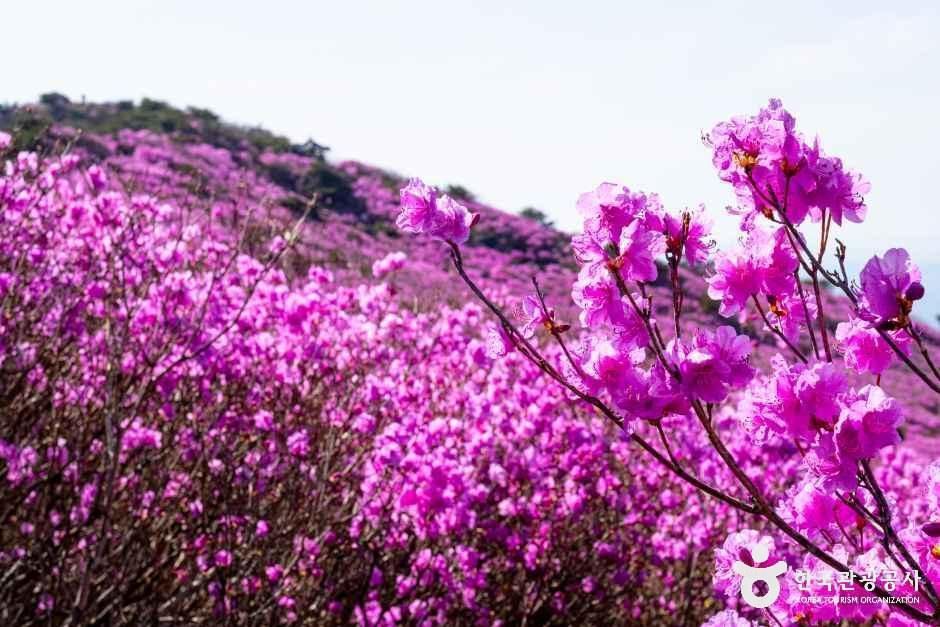 대견사