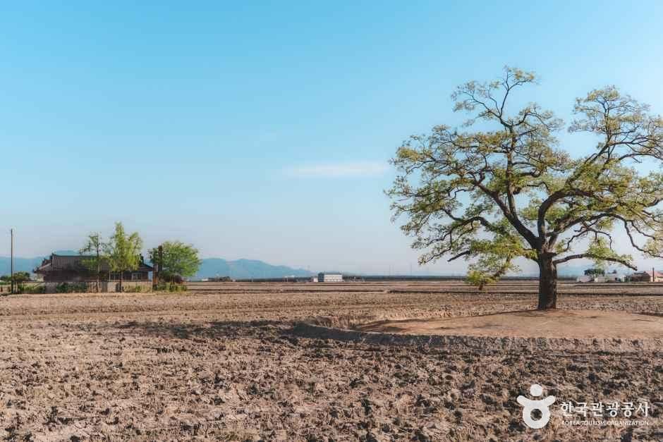 우강면 팽나무