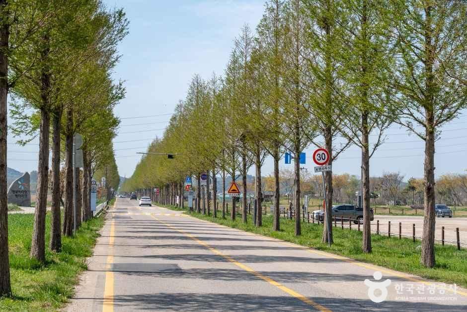 안산_대부도 메타세콰이어길 (4).jpg