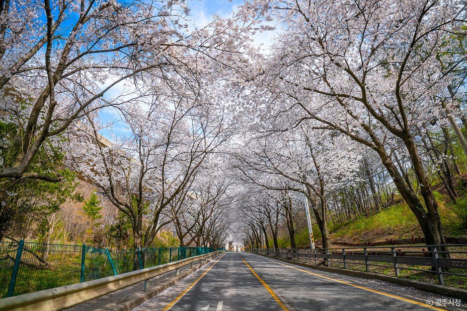 남한산성벚꽃길