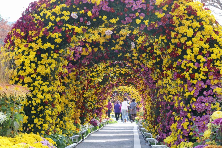 Wolchulsan Chrysanthemum Festival